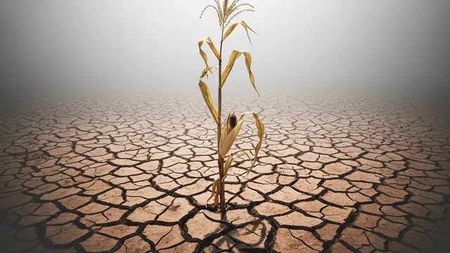 A conta do clima chega à mesa: o teste do El Niño recorde