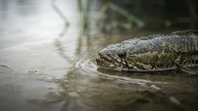 Peixe-cabeça-de-cobra avança em águas americanas — autoridades pedem ajuda da população