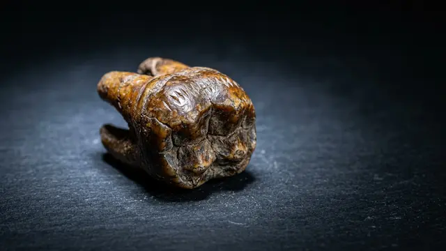 Dente de 59 mil anos revela cirurgia odontológica neandertal na Sibéria