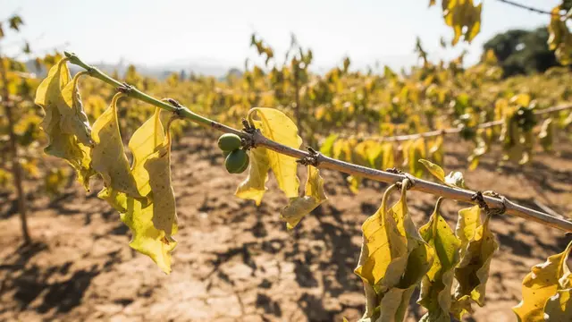 El Niño redesenha o mapa do café na América Central