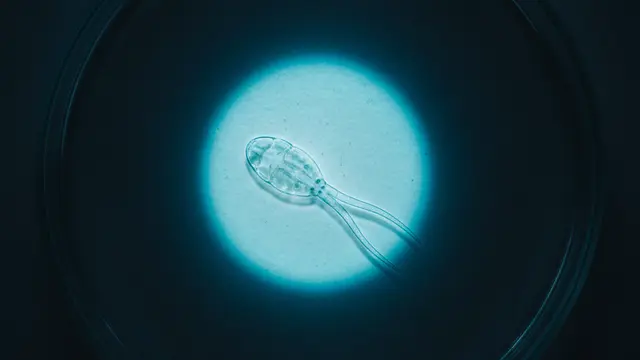 Parasita cerebral: Ovos de verme eclodem em larvas ativas durante teste laboratorial, confirmando diagnóstico raro