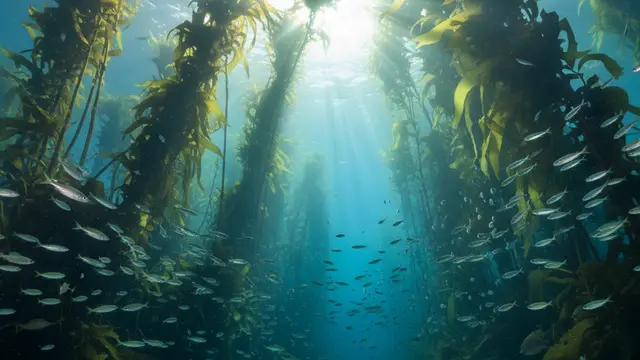 Califórnia avalia expansão de santuários marinhos com foco em tribos e vida selvagem