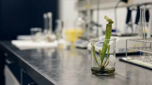 Celiacasa: a molécula inspirada em plantas carnívoras que promete neutralizar o glúten