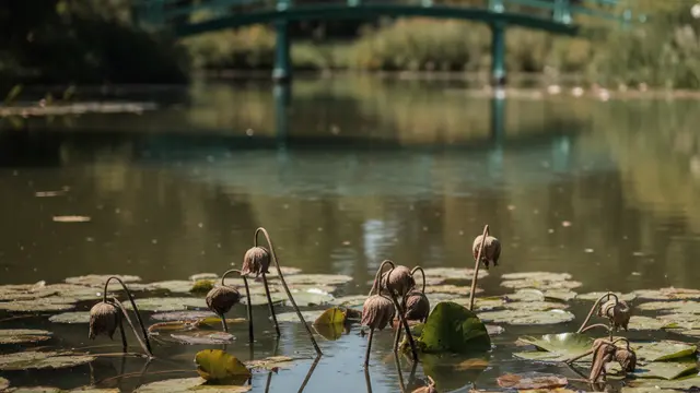 O dilema de Giverny: salvar Monet ou adaptar ao clima?