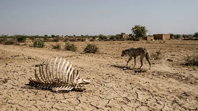 Desaparecimento de abutres na Índia custa 100 mil vidas por ano — e gera prejuízo bilionário