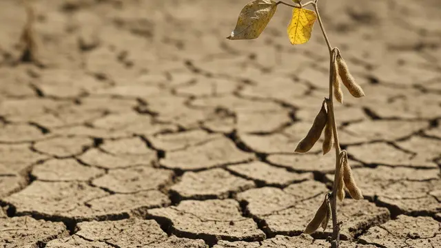 Super El Niño pode derrubar safra de soja em 17,6 milhões de toneladas