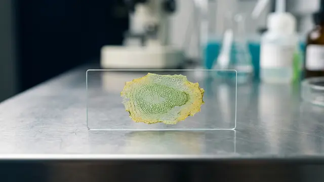 Ambiente molda ritmo biológico do envelhecimento — aponta estudo de Stanford