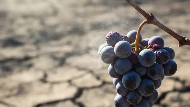 Champanhe: a colheita que o clima antecipou