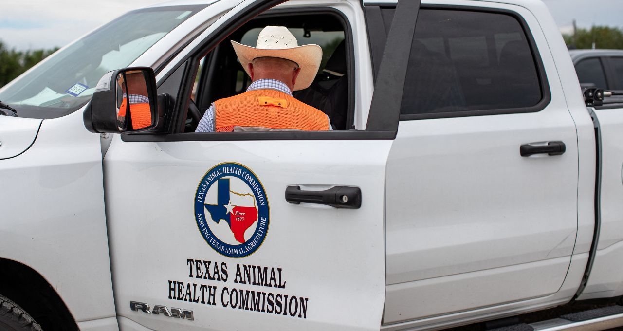 Bicheira-parafuso reaparece no Texas e coloca pecuária em xeque