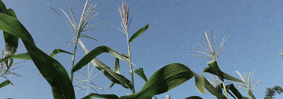 O agro refém do gás: a busca por um novo fertilizante