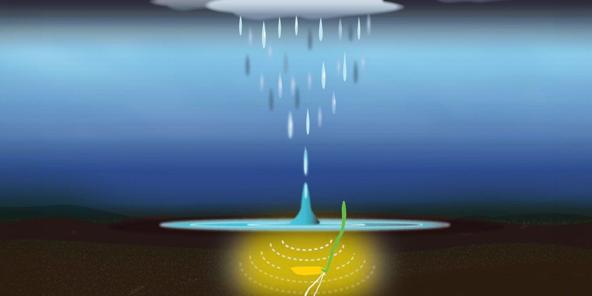 Sementes detectam som da chuva e aceleram germinação em até 40%