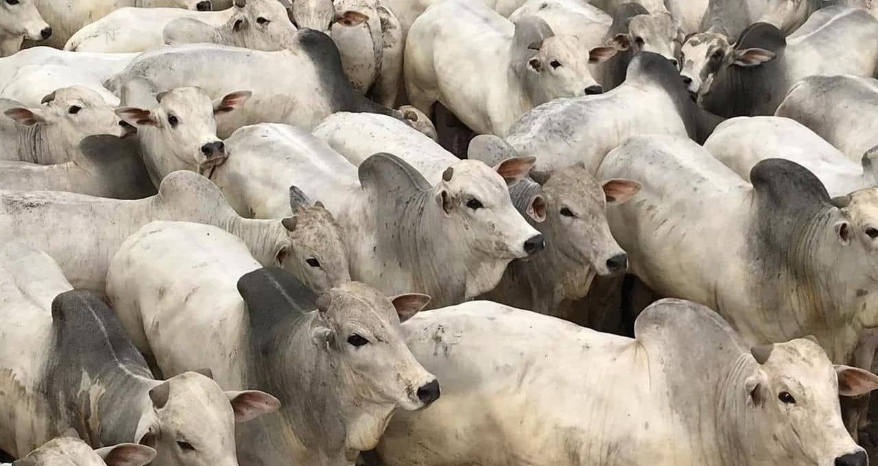 MFG Agropecuária corta custos com confinamento próprio e mira 306 mil bois em 2027