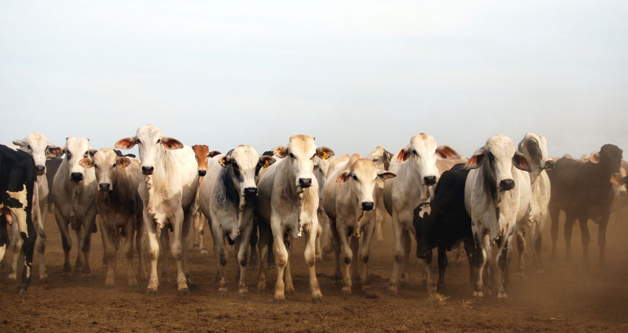 Veto da UE à carne brasileira pressiona ações de frigoríficos na B3