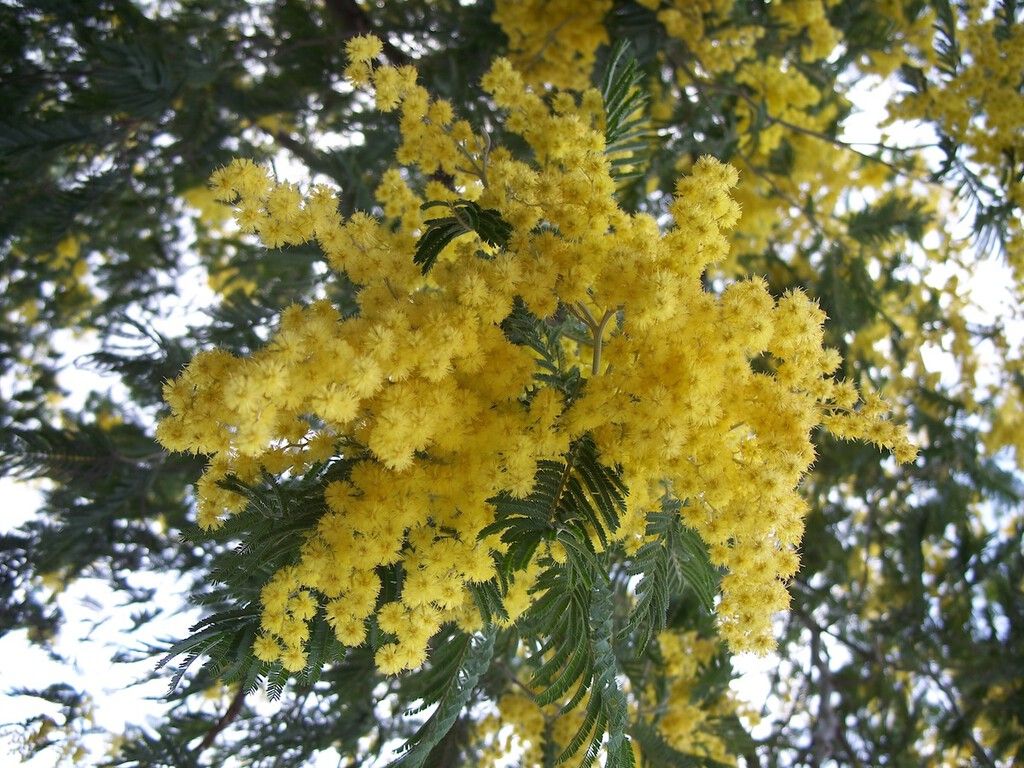 Mimosa: a beleza australiana que virou praga na Espanha após incêndios