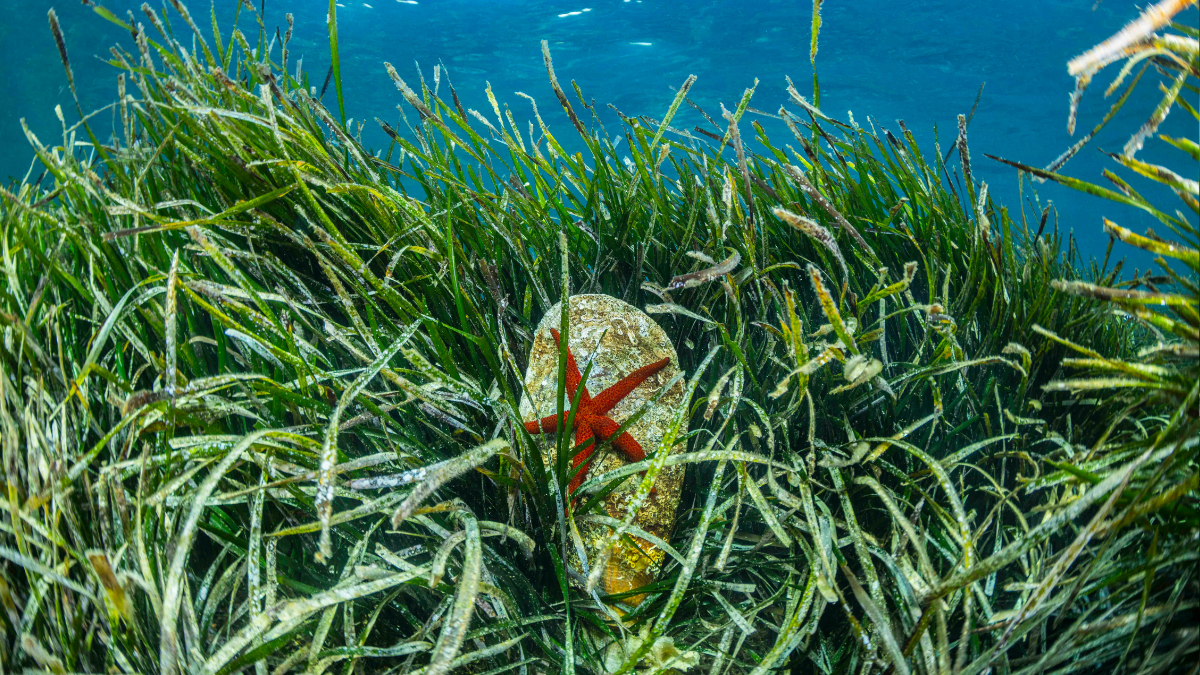 O Mediterrâneo em uma foto: é a última?