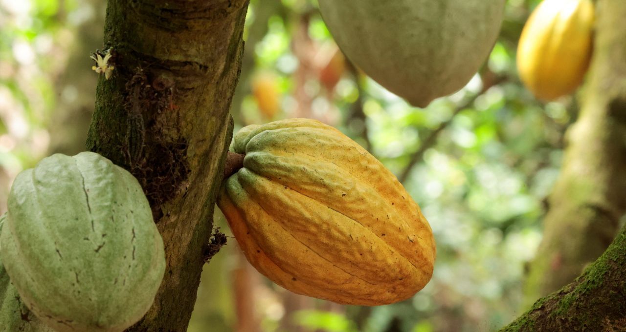 Cacau renova máxima em Londres e café arábica dispara — o peso do clima nas commodities