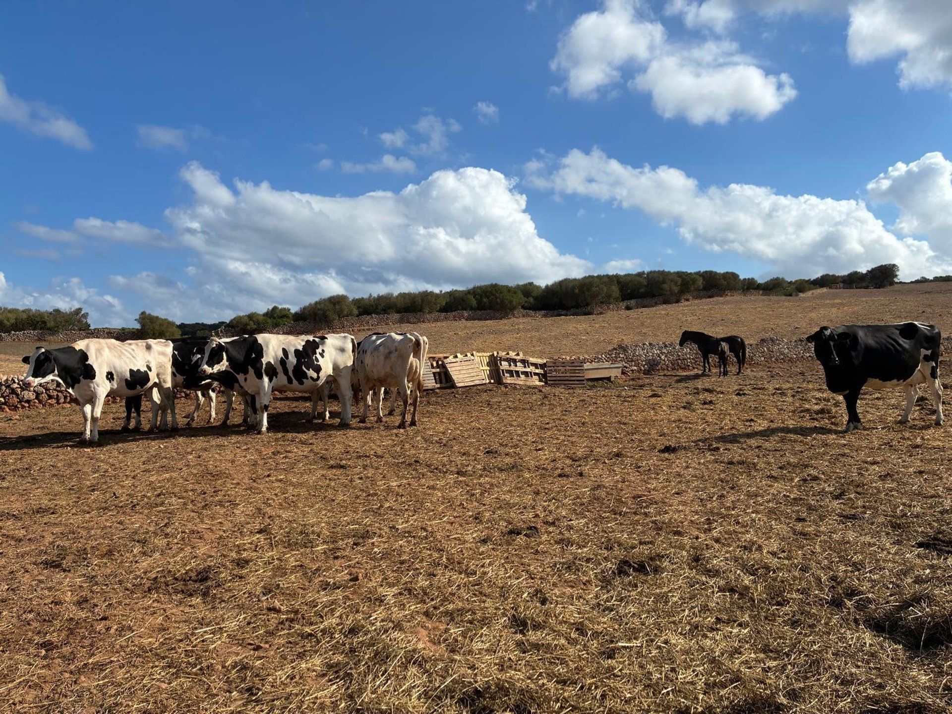 Governo de Baleares destina €12,2 milhões para modernizar explorações agrárias
