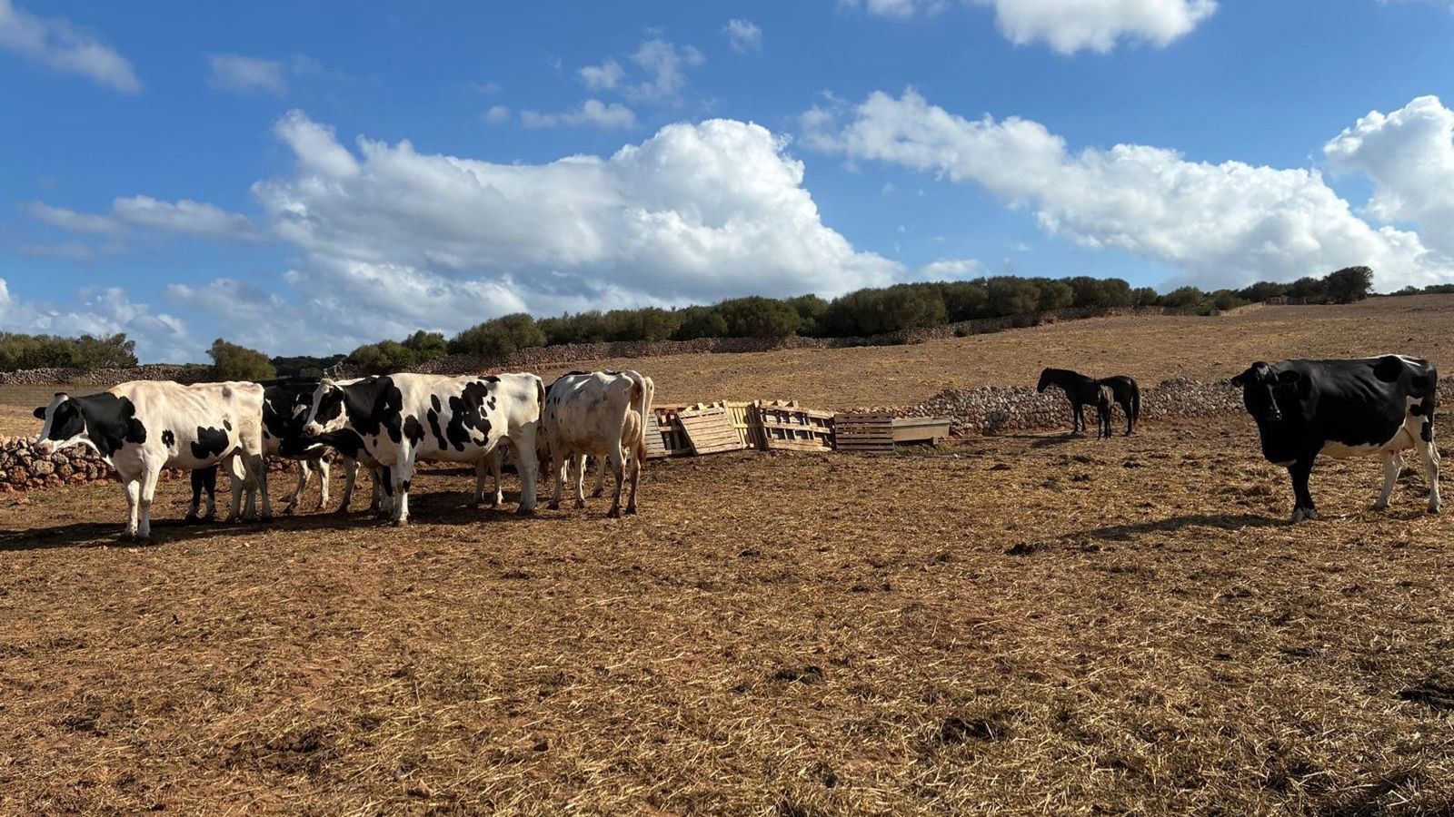 Governo de Baleares destina €12,2 milhões para modernizar explorações agrárias
