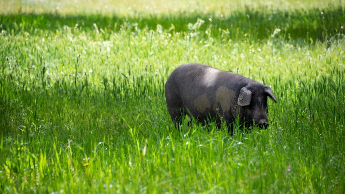 O porco que virou ouro: a nova moeda da Espanha