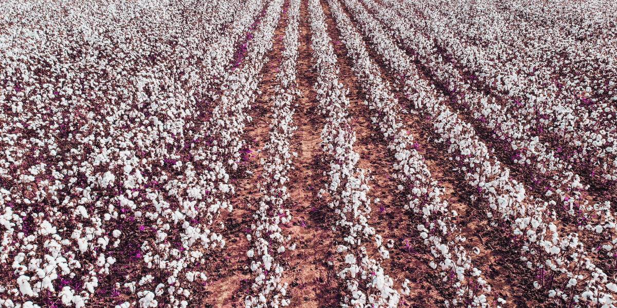 Como a agricultura africana moldou a economia e a identidade dos Estados Unidos