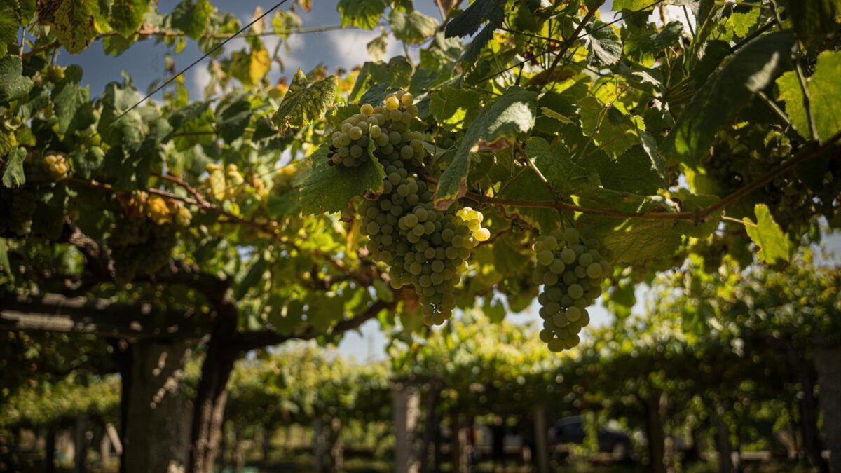 Espanha: a guerra política que definirá o futuro do agro