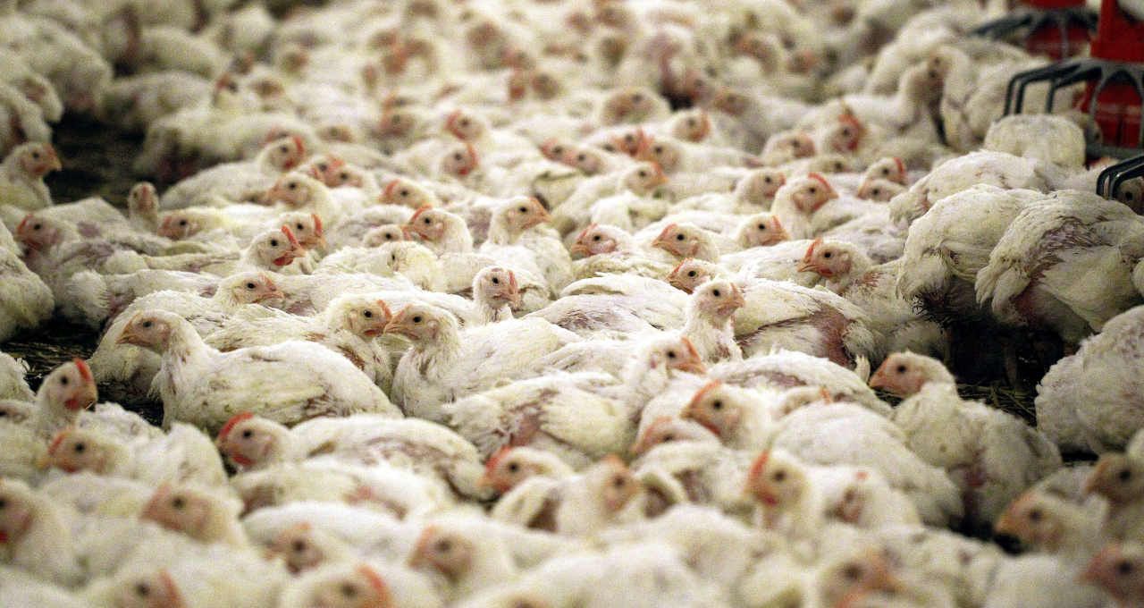 Frango brasileiro: Newcastle em SC não freia exportação, diz Rabobank