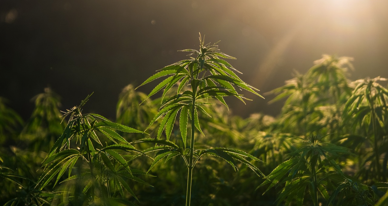 Cannabis: a Anvisa semeia, o mercado espera a colheita
