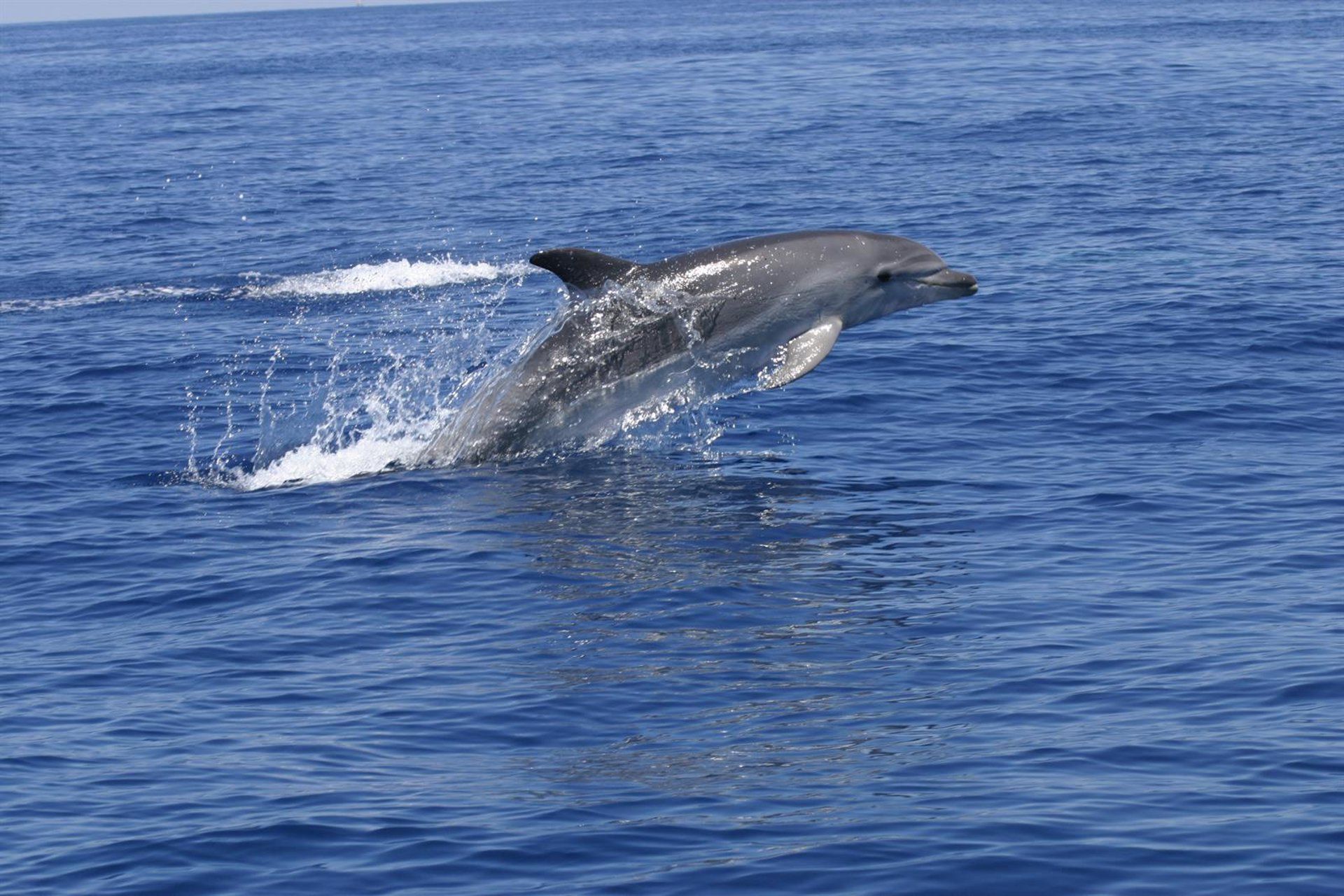 Estudo em Cabrera descarta impacto da navegação sobre golfinhos