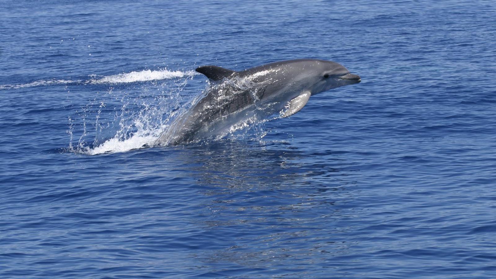 Estudo em Cabrera descarta impacto da navegação sobre golfinhos