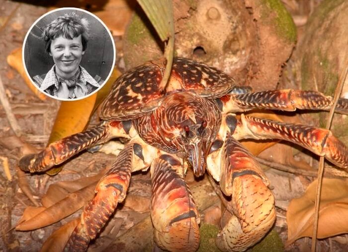 Crabs gigantes e a nova busca por Amelia Earhart