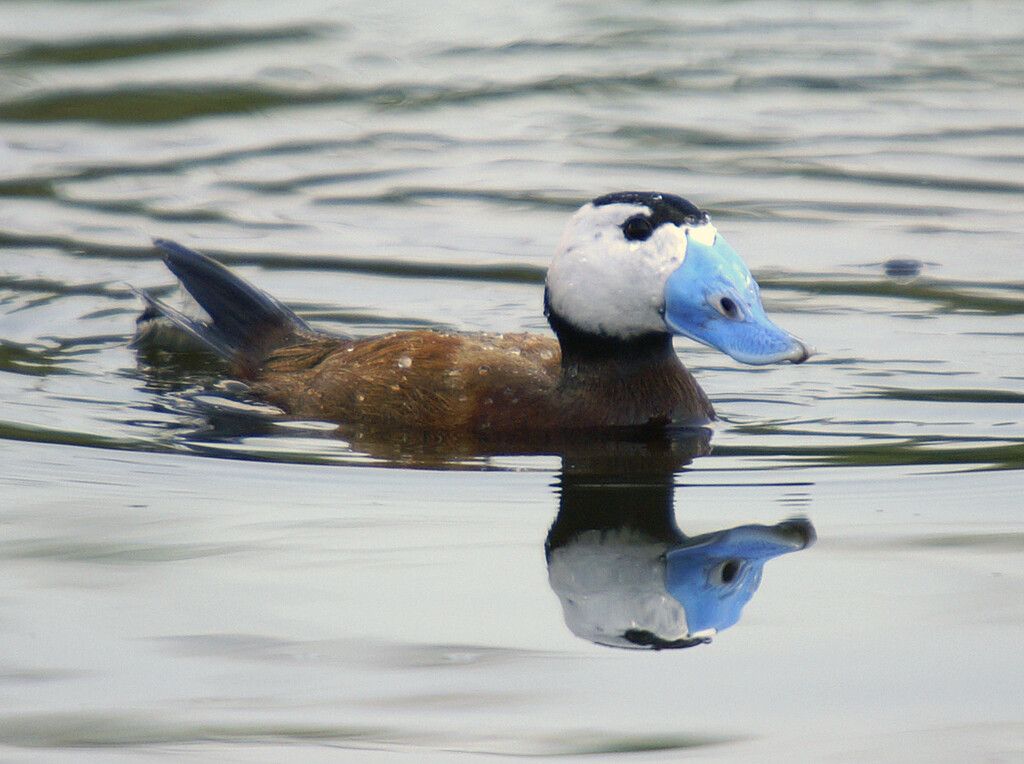 Espanha usou franco-atiradores para salvar pato ameaçado de extinção