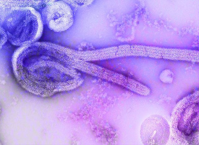 Ebola no Congo: a caminho do pior surto da história