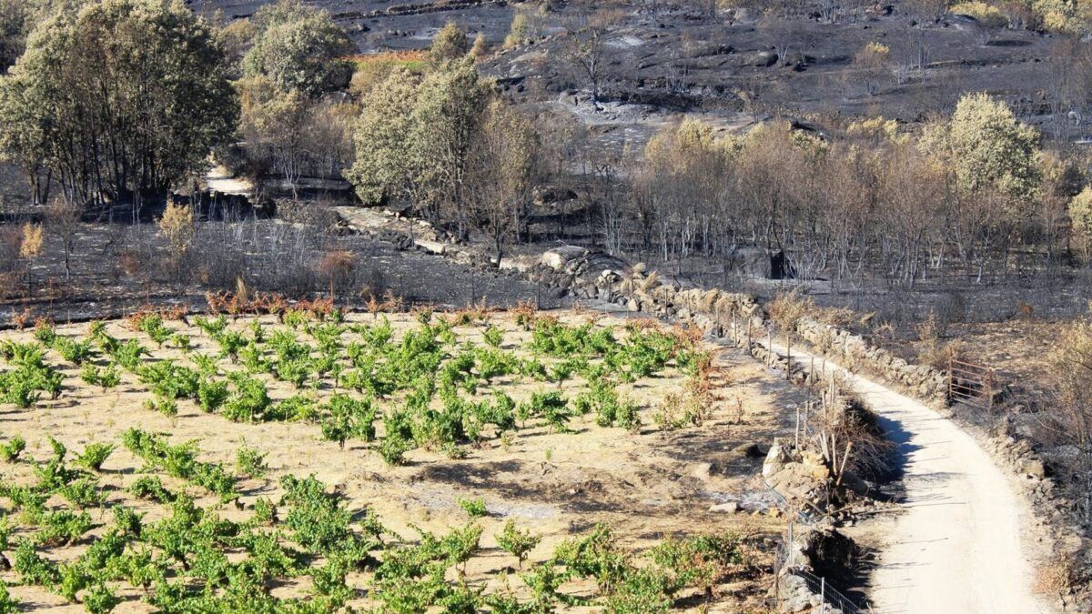 Vinho contra o fogo: a trincheira agrícola da Espanha