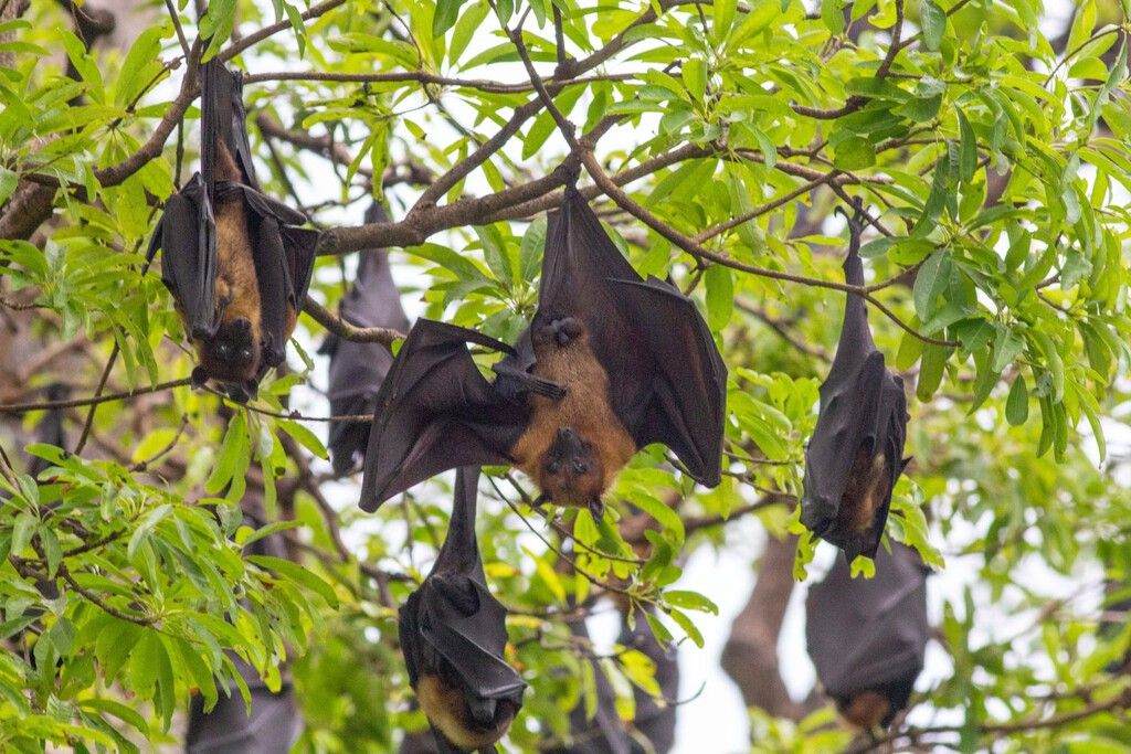 Europa é o berço dos morcegos, revela estudo genômico e paleontológico