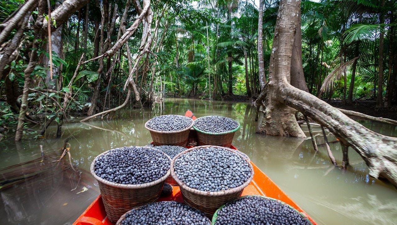 Na bioeconomia amazônica, o dinheiro não encontra o projeto