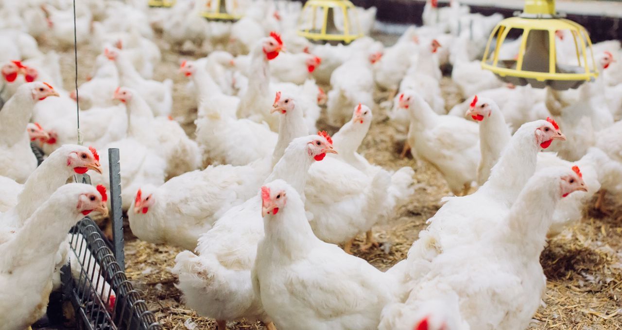 Bruxelas pisca: o frango brasileiro pode voltar ao menu europeu