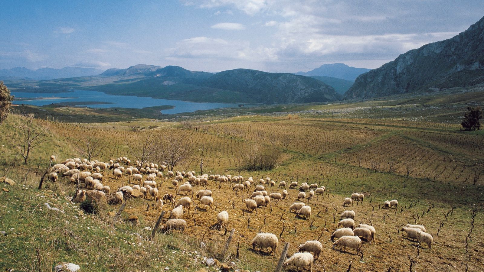 Sicília: Mudanças climáticas ameaçam cultura Arbëreshë de 500 anos