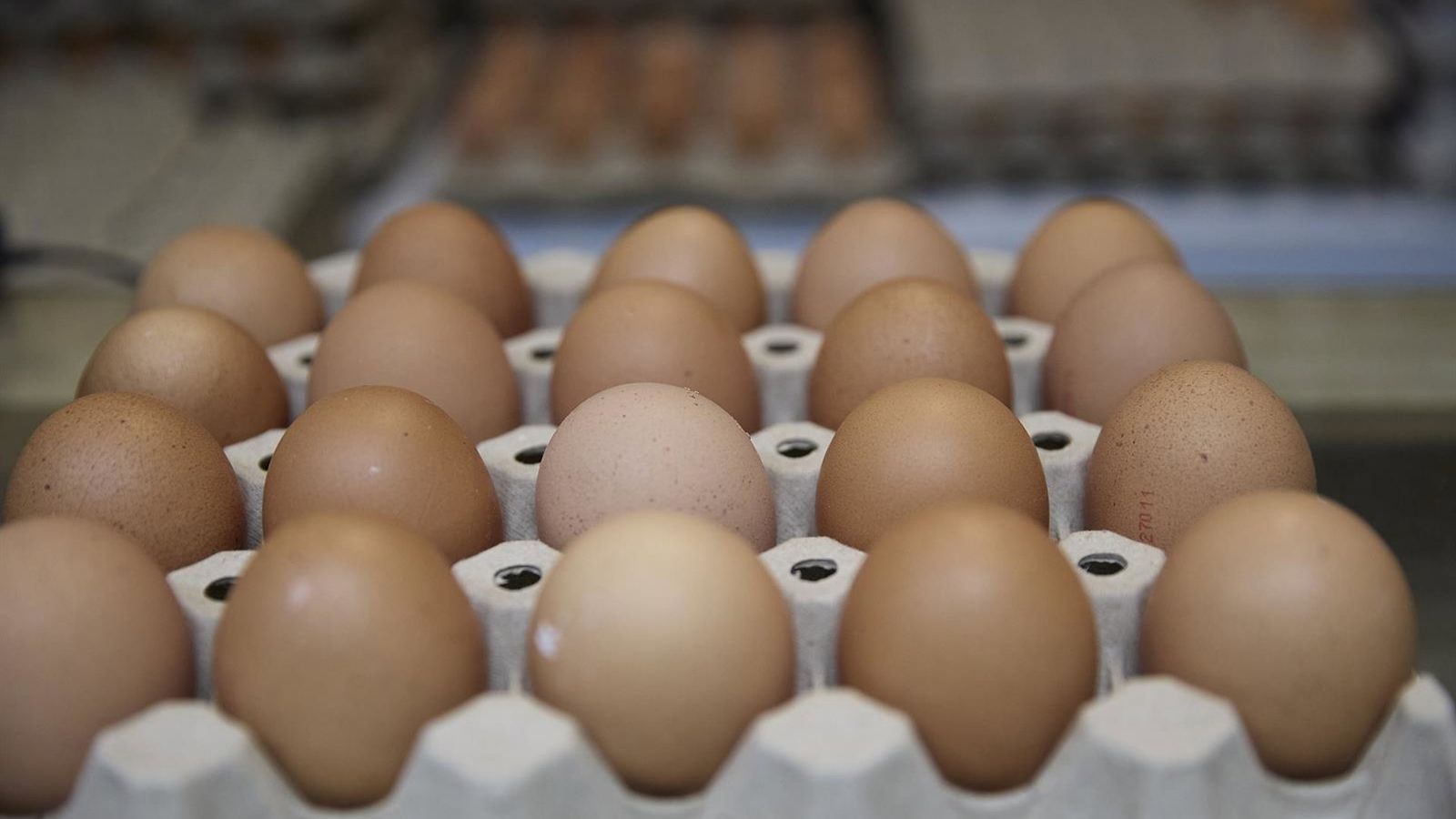 Ovochain: Inovação espanhola transforma ovos descartados em ração animal