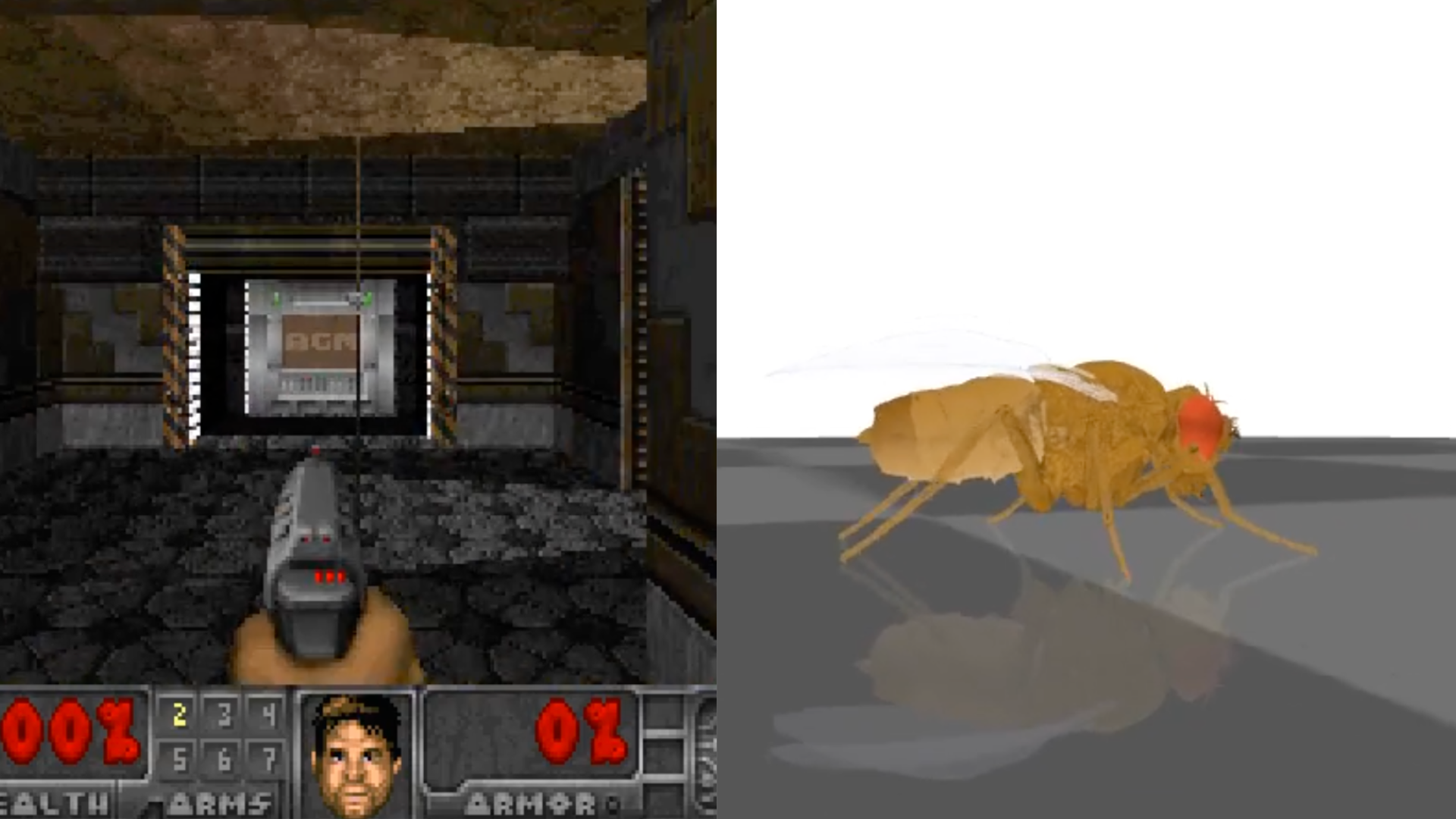 A mosca que joga Doom: um cérebro digital vira febre na internet
