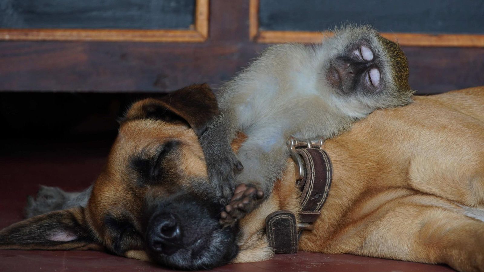 A invenção do 'pet' pode não ter sido nossa