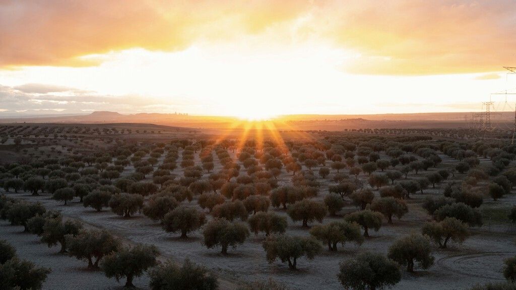 Espanha debate 'botão nuclear' para salvar azeite da queda de preços