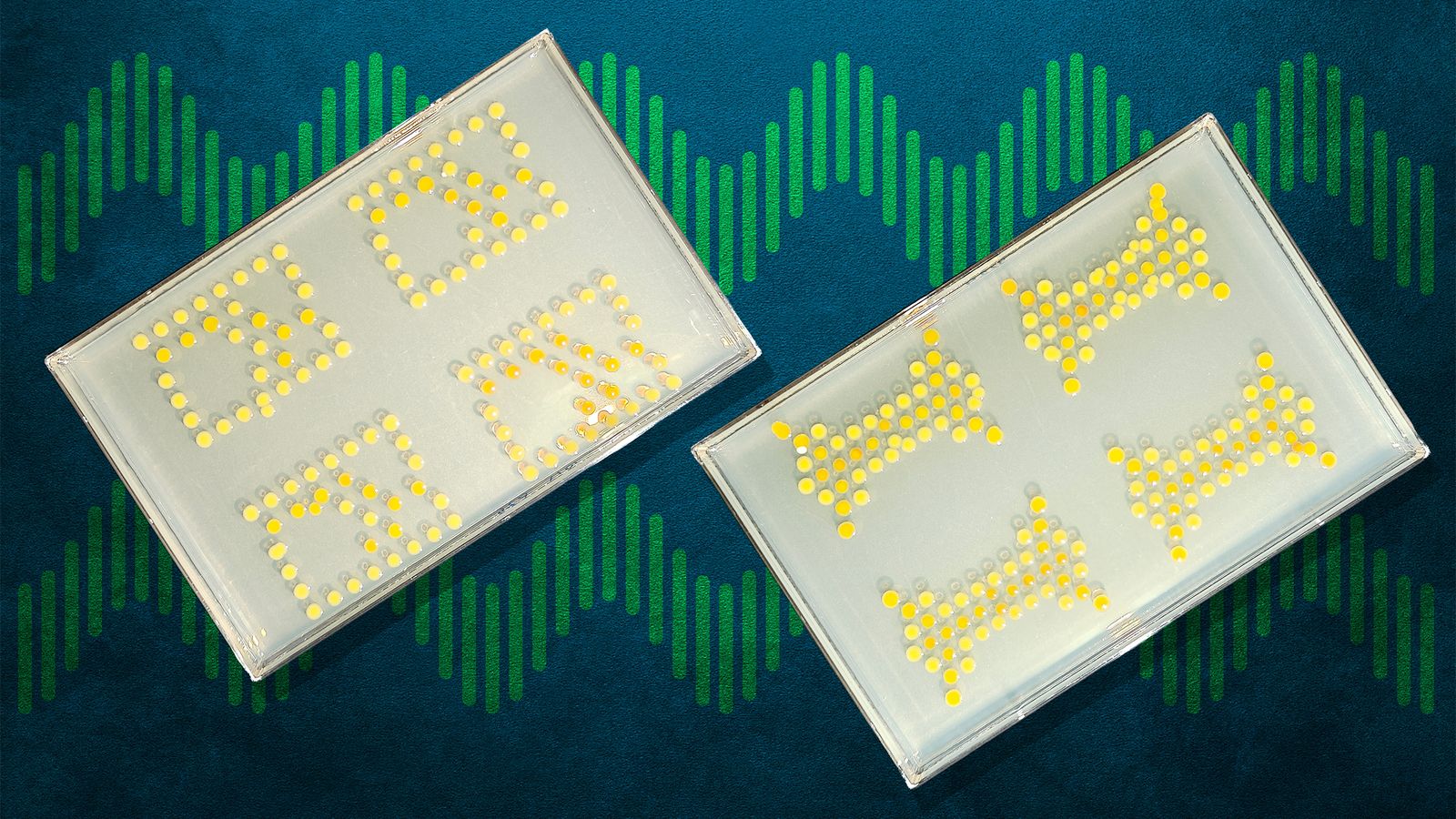 O próximo chip do MIT é uma bactéria