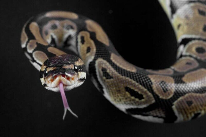 Conselho do Python trava compilador JIT e exige novo processo formal