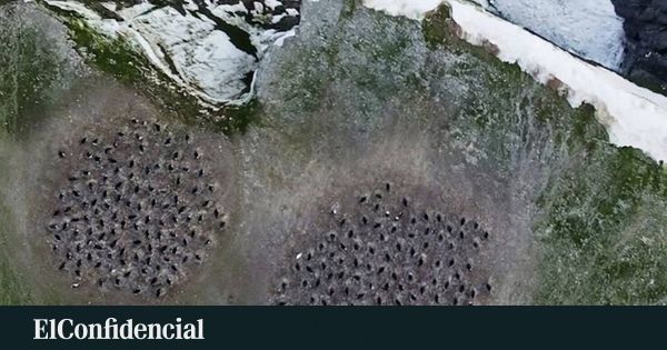 A NASA viu uma mancha na Antártida. Era cocô de pinguim