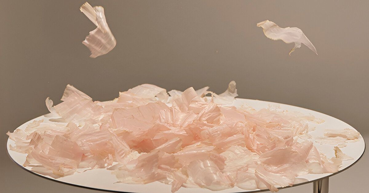 Katsuo Gravity — a coreografia efêmera do dashi em Quioto