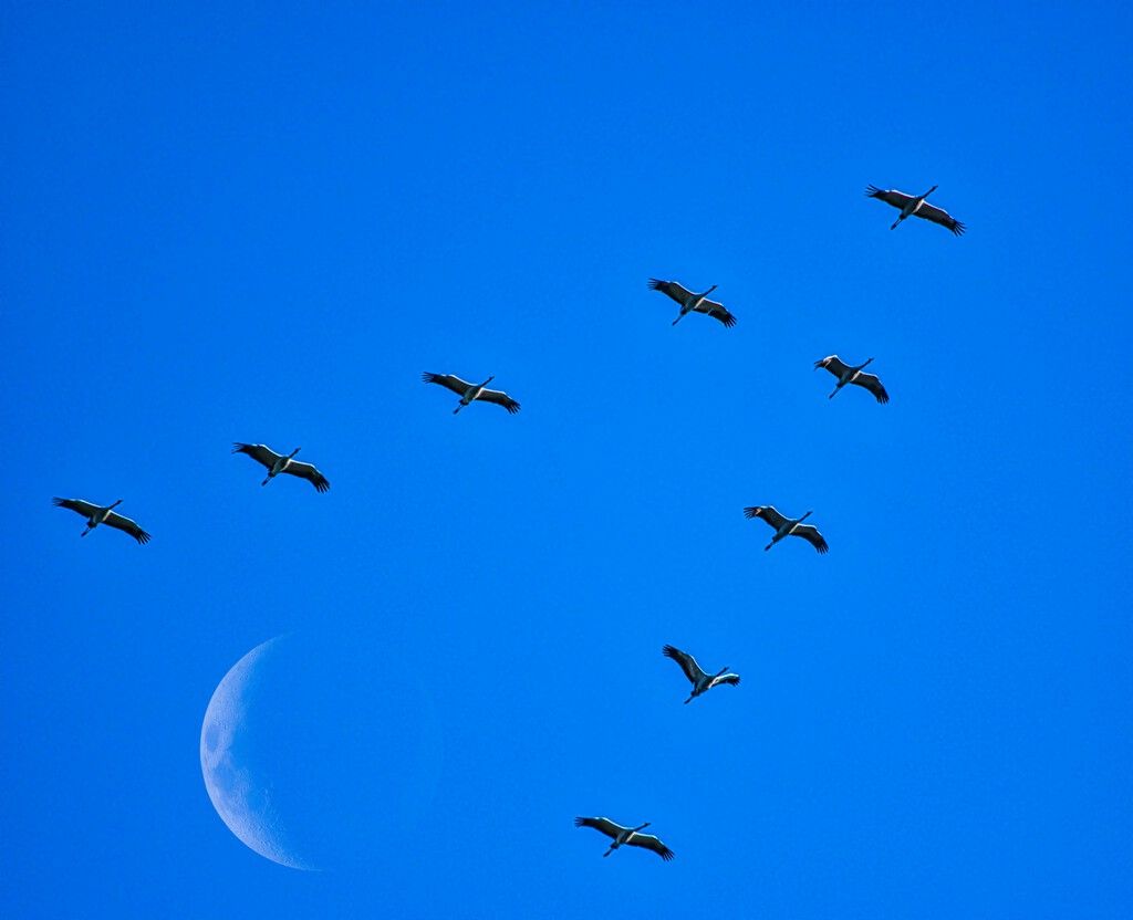 Cegonha com flecha africana desvendou migração de aves