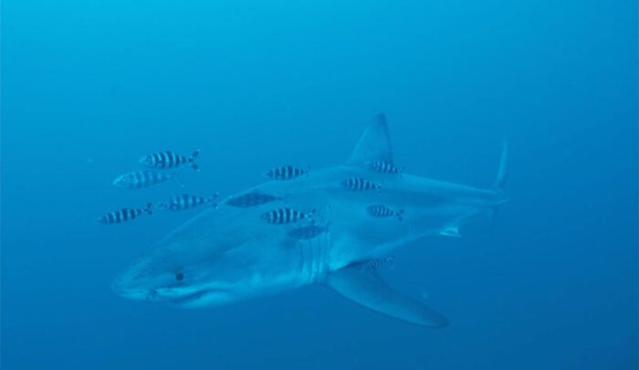 Mergulhador registra tubarão-branco no Mediterrâneo — um feito inédito para a ciência