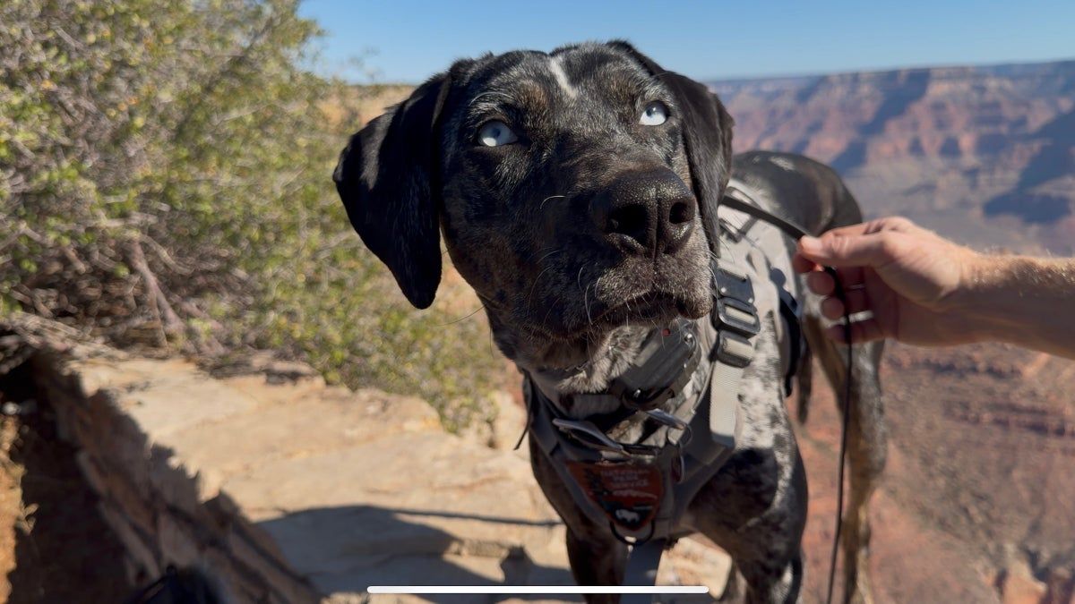 Cães pastores assumem patrulha no Grand Canyon para afastar animais habituados