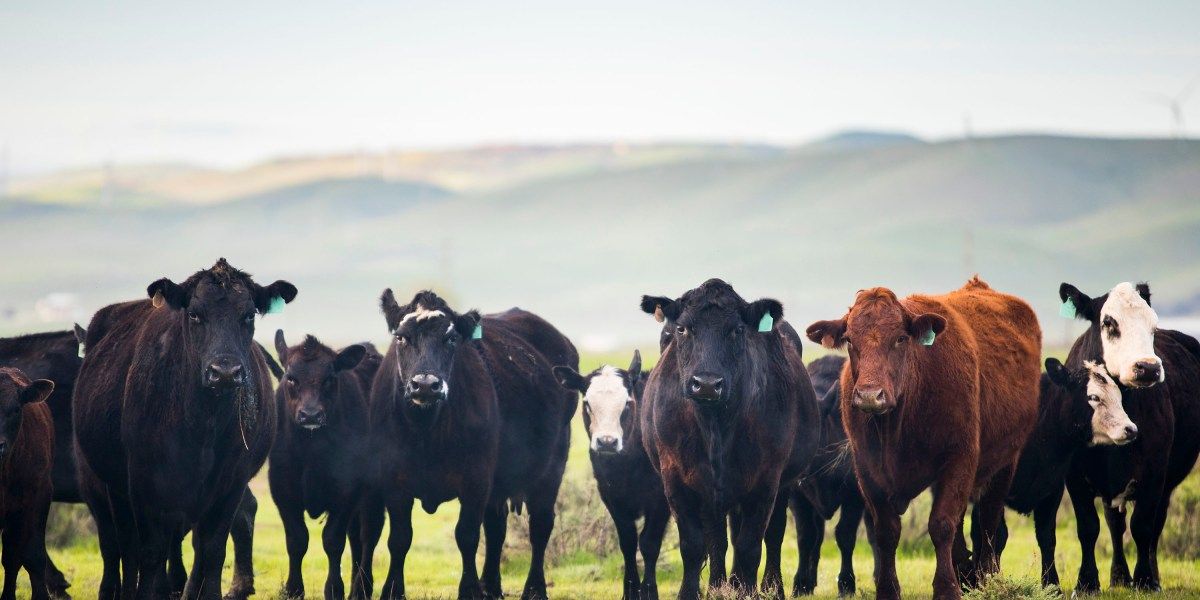 Califórnia subsidia metano — e compromete metas climáticas de longo prazo