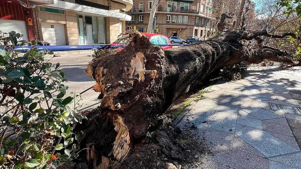 Zaragoza: Capital Verde Europeia em conflito com cortes de árvores